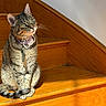animal, cat, collar, curious, domestic_cat, feline, fur, green_eyes, house, indoor, peaceful, pet, quiet, sitting, stairs, sunlight, tabby, tail, whiskers, wooden