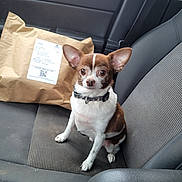 Thor is registered to the contest to win money with this photo: dog, chihuahua, pet, car_interior, car_seat, brown_and_white, small_dog, package, paper_package, seatbelt, alert, sitting, animal, domestic_animal, companion, cute, ears, fur, collar, indoor
