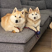 Looky Et Versa participe au concours pour gagner de l'argent avec cette photo : animal, blue_eyes, brown_dog, canine, companion, couch, cute, dog, domestic, fur, gray_furniture, home, indoor, living_room, pets, playful, relaxed, resting, toys, two_dogs