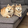 animal, blue_eyes, brown_dog, canine, companion, couch, cute, dog, domestic, fur, gray_furniture, home, indoor, living_room, pets, playful, relaxed, resting, toys, two_dogs