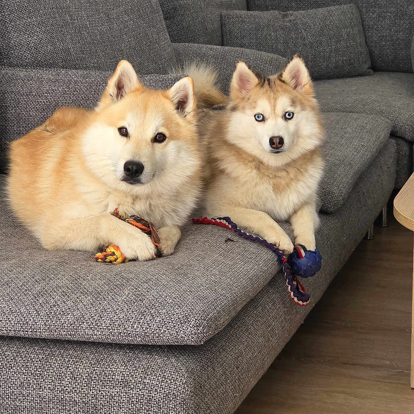 Looky Et Versa participe au concours pour gagner de l'argent avec cette photo : animal, blue_eyes, brown_dog, canine, companion, couch, cute, dog, domestic, fur, gray_furniture, home, indoor, living_room, pets, playful, relaxed, resting, toys, two_dogs