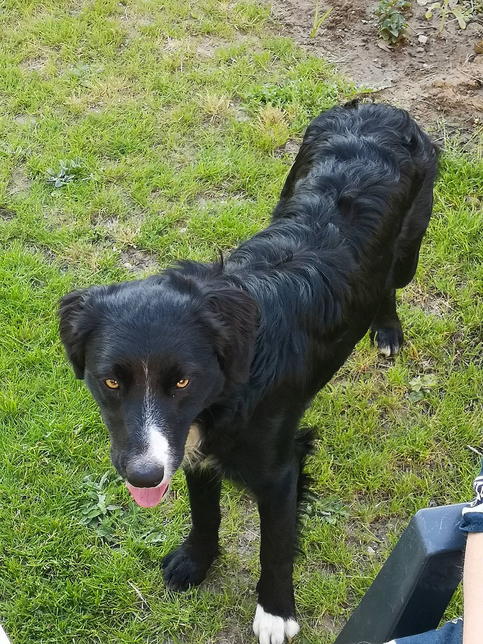 Ocean participe au concours pour gagner de l'argent avec cette photo : borador, border_collie, canidae, carnivore, companion_dog, dog, dog_breed, flat_coated_retriever, grass, hunting_dog, mammal, sporting_group, vertebrate