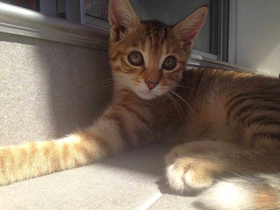 Kitty