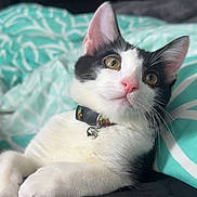 Dexter joined the competition — help win amazing prizes! cat, black_and_white, collar, bell, pet, indoor, blanket, patterned, curious, relaxed, whiskers, ears, fur, close_up, animal, cute, domestic_cat, lying_down, yellow_eyes, pink_nose