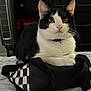Dexter is registered to the contest to win money with this photo: cat, black_and_white, pet, indoor, bag, checkered_pattern, furniture, bed, domestic_animal, whiskers, collar, ears, yellow_eyes, resting, cozy, household, curious, animal_portrait, soft_fur, domestic_cat