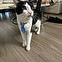 Dexter joined the competition — help win amazing prizes! cat, black_and_white, tie, floor, living_room, furniture, person, water_bottle, couch, curious, indoor, pet, whiskers, ears, tail, wooden_floor, relaxed, home, domestic, animal