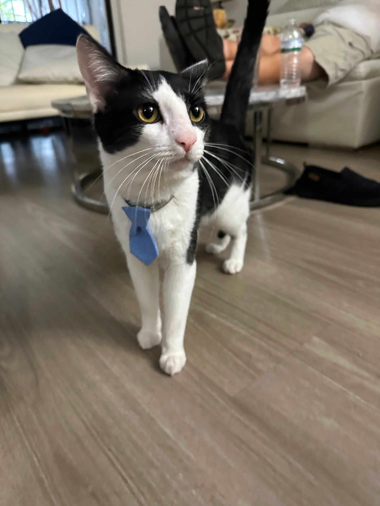 Dexter joined the competition — help win amazing prizes! cat, black_and_white, tie, floor, living_room, furniture, person, water_bottle, couch, curious, indoor, pet, whiskers, ears, tail, wooden_floor, relaxed, home, domestic, animal