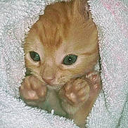 Lullaby joined the competition — help win amazing prizes! kitten, cat, orange_cat, paw, towel, fluffy, cute, pet, animal, fur, closeup, eyes, whiskers, snout, cozy, indoor, young, soft_texture, resting, small