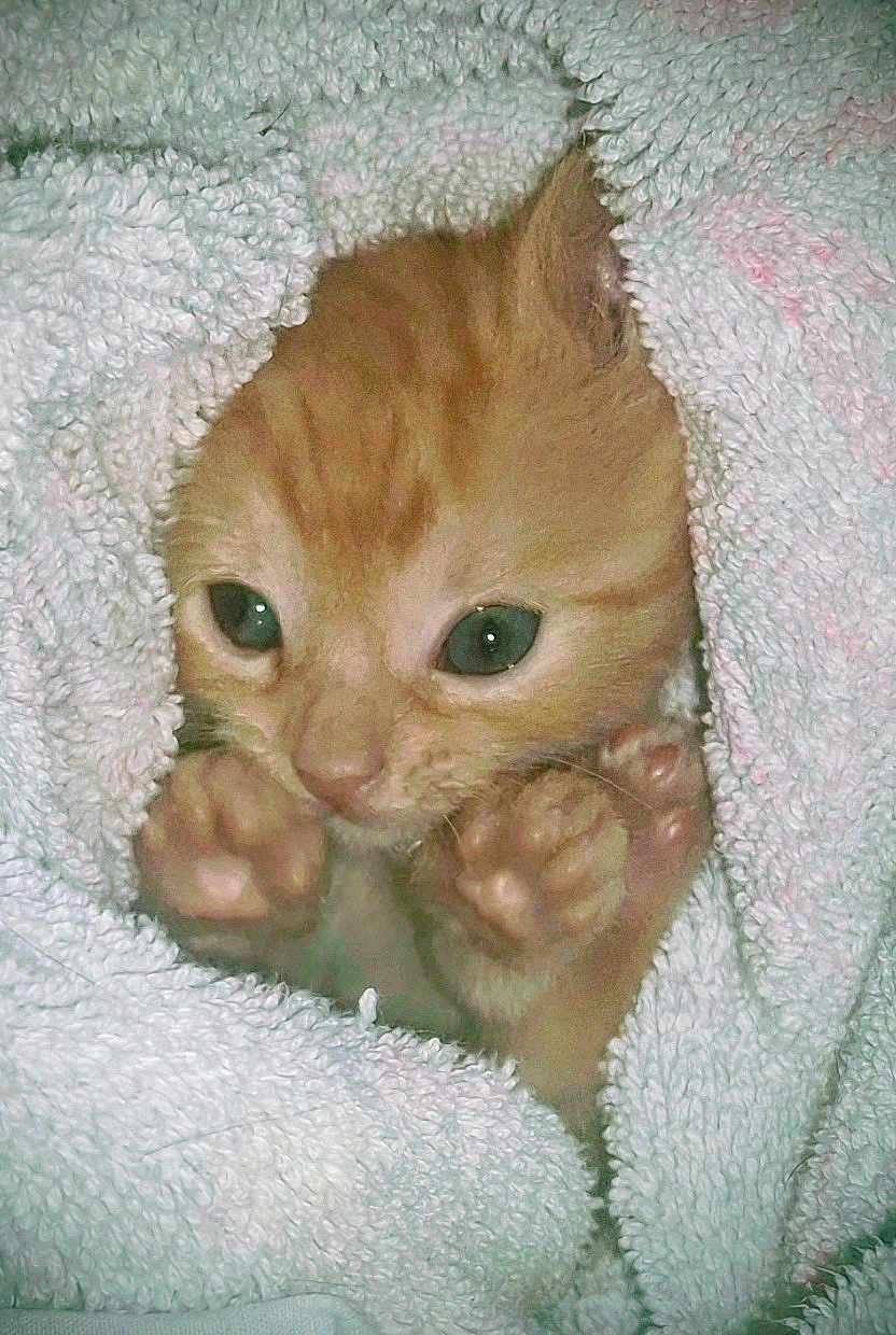 Lullaby joined the competition — help win amazing prizes! kitten, cat, orange_cat, paw, towel, fluffy, cute, pet, animal, fur, closeup, eyes, whiskers, snout, cozy, indoor, young, soft_texture, resting, small