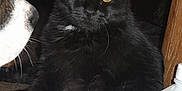 Bane is registered to the contest to win money with this photo: animal, black_cat, carpet, cat, closeup, curious, dog, dog_paw, domestic, floor, fur, household_item, indoor, mammal, pet, rubbing_alcohol, shadow, side_view, staring, wooden_table