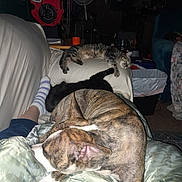 Bane is registered to the contest to win money with this photo: black_cat, blanket, brindle_dog, cat, couch, cozy, dim_lighting, dog, fan, foot, furniture, indoor, living_room, person, pet, relaxing, sleeping, socks, tabby_cat, trash_can