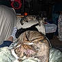 black_cat, blanket, brindle_dog, cat, couch, cozy, dim_lighting, dog, fan, foot, furniture, indoor, living_room, person, pet, relaxing, sleeping, socks, tabby_cat, trash_can