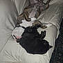 Bane joined the competition — help win amazing prizes! animal, black_cat, brindle_dog, cat, collar, companion, couch, cozy, cute, dog, domestic, fur, furniture, indoor, nap, pet, relaxing, resting, sleeping, white