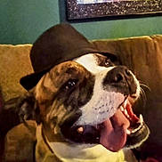 Bane is registered to the contest to win money with this photo: dog, hat, tongue_out, smiling, indoor, couch, pet, happy, canine, brown, white, close_up, animal, domestic_animal, muzzle, fur, portrait, companion, relaxed, cute