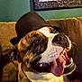 dog, hat, tongue_out, smiling, indoor, couch, pet, happy, canine, brown, white, close_up, animal, domestic_animal, muzzle, fur, portrait, companion, relaxed, cute