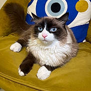 Olympe a rejoint le concours — aidez-le/la à gagner de superbes lots ! cat, blue_eyes, long_fur, white_paws, pink_nose, whiskers, cushion, yellow_chair, decorative_pillow, indoor, pet, relaxed, sitting, close_up, fur, mammal, portrait, homedecor, cozy, curious