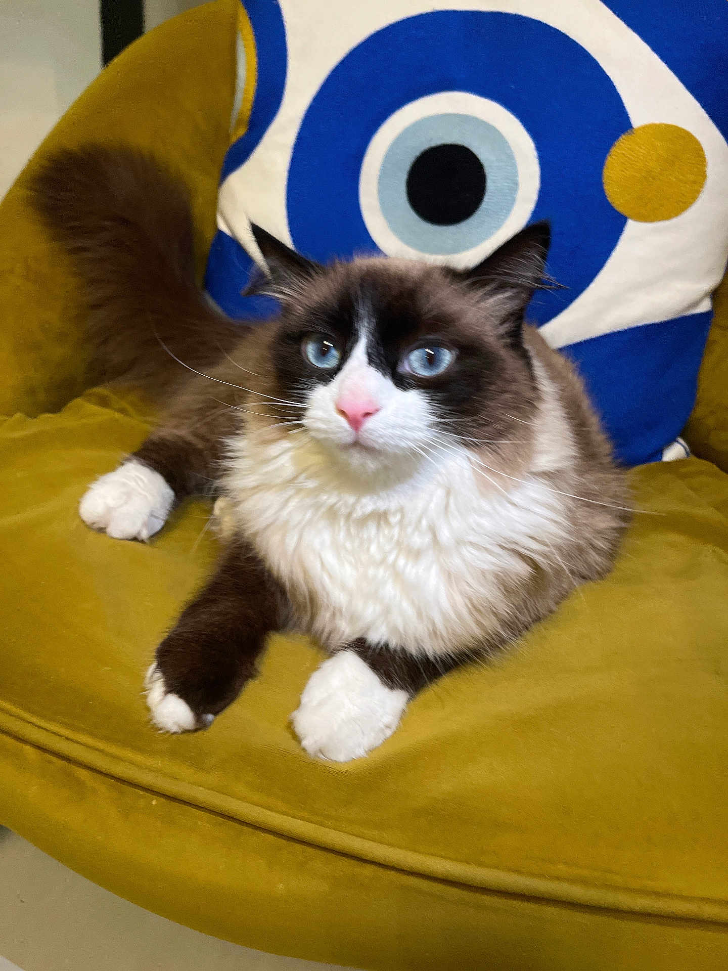 Olympe a rejoint le concours — aidez-le/la à gagner de superbes lots ! cat, blue_eyes, long_fur, white_paws, pink_nose, whiskers, cushion, yellow_chair, decorative_pillow, indoor, pet, relaxed, sitting, close_up, fur, mammal, portrait, homedecor, cozy, curious