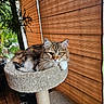 Willow joined the competition — help win amazing prizes! animal, calico, cat, cat_tree, cozy, fluffy, food_bowl, home, houseplant, indoor, long_hair, lounging, pet, portrait, scratching_post, sitting, tabby, whiskers, window, wooden_blinds