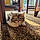 Willow