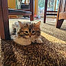 kitten, cat, fluffy, carpet, wooden_chair, sunlight, indoor, pet, furniture, cozy, curious, cute, animal, home, relaxing, brown, tabby, young_cat, floor, domestic_animal