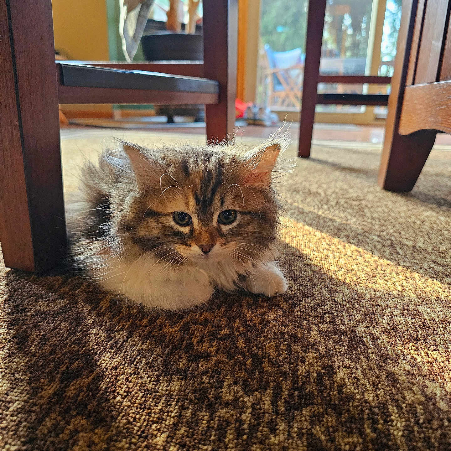 Willow