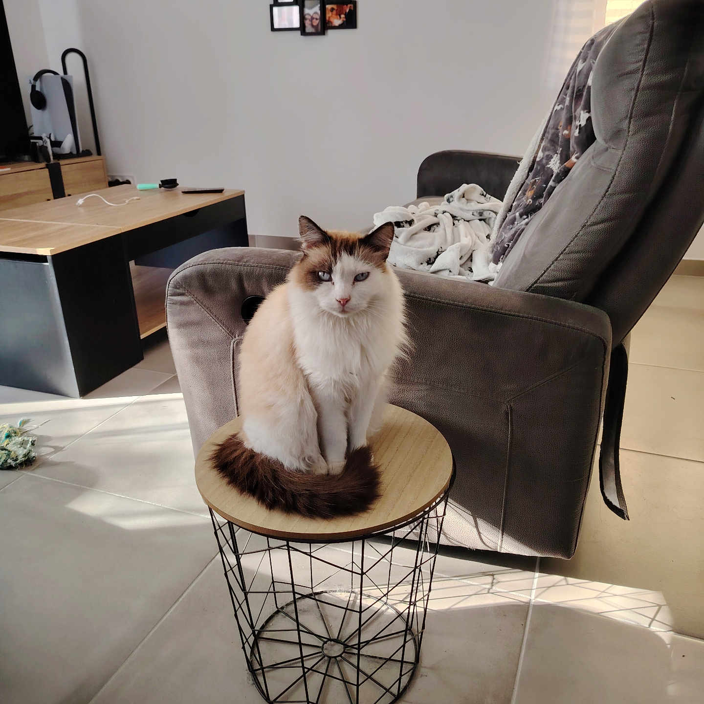 Caline a rejoint le concours — aidez-le/la à gagner de superbes lots ! armchair, blanket, blue_eyes, cat, cozy, decor, floor, fluffy, furniture, home, indoor, living_room, pet, photography, relaxation, sunlight, table, wall_art, wireframe, wood