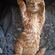 Alphonse participe au concours pour gagner de l'argent avec cette photo : cat, orange_cat, fluffy, relaxed, lying_down, paws_up, pet, animal, feline, cute, sleepy, cozy, blanket, soft, fur, whiskers, tail, indoor, resting, nap