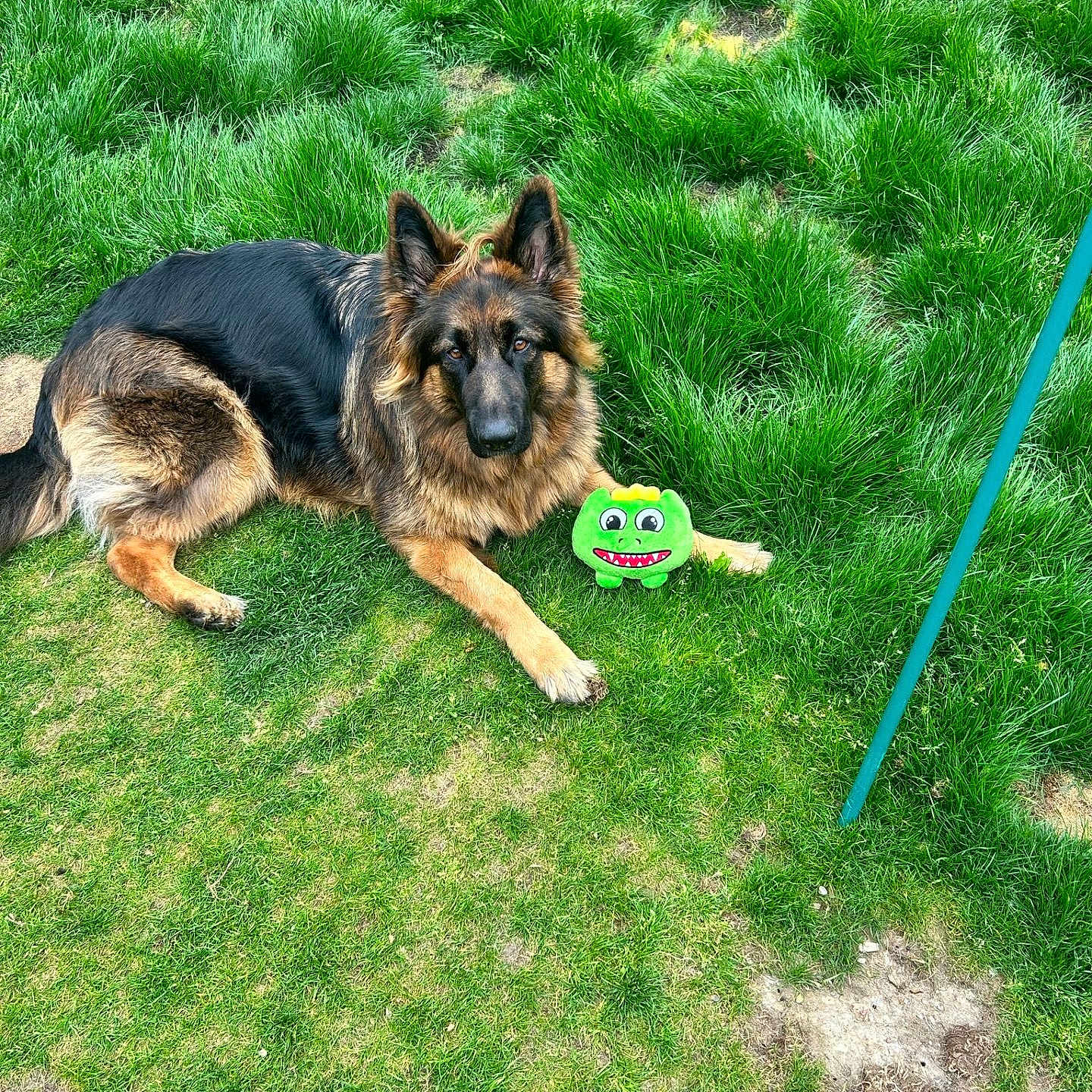 Ziggi joined the competition — help win amazing prizes! animal, canine, companion, cute, dog, ears, fur, garden, german_shepherd, grass, green, laying_down, mammal, nature, outdoor, pet, playing, relaxed, summer, toy