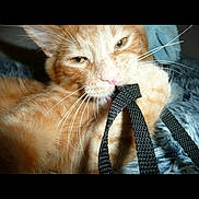Quesito is registered to the contest to win money with this photo: animal, biting, black_strap, cat, close_up, cute, domestic_cat, eyes, fur, fuzzy_surface, indoor, nose, orange_tabby, paw, pet, playful, relaxed, soft, texture, whiskers