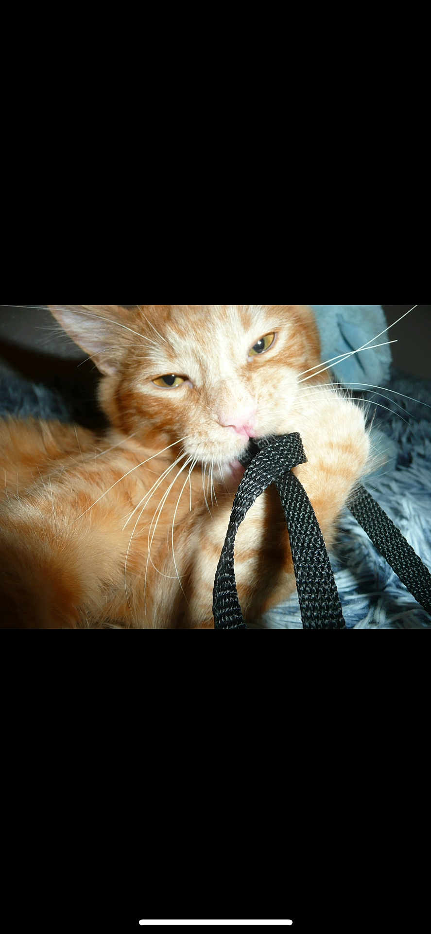 Quesito
