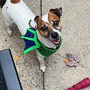 Ace joined the competition — help win amazing prizes! brown_and_white, collar, concrete_floor, costume, dog, dragon_wings, ears, four_legs, green_costume, happy_dog, jack_russell_terrier, leaf, looking_up, outdoor, pet, playful, red_chew_toy, small_dog, snout, tail_wagging
