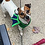brown_and_white, collar, concrete_floor, costume, dog, dragon_wings, ears, four_legs, green_costume, happy_dog, jack_russell_terrier, leaf, looking_up, outdoor, pet, playful, red_chew_toy, small_dog, snout, tail_wagging