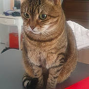 Tigrou a rejoint le concours — aidez-le/la à gagner de superbes lots ! brown, cat, clutter, cozy, curious, desk, domestic_animal, feline, fur, green_eyes, home, indoor, notebooks, pet, sitting, stairs, striped, tabby, table, whiskers