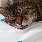 Tigrou a rejoint le concours — aidez-le/la à gagner de superbes lots ! american_shorthair, carnivoran, cat, cat_like_mammal, claw, domestic_short_haired_cat, dragon_li, european_shorthair, fur, kitten, small_to_medium_sized_cats, snout, tabby_cat, whiskers