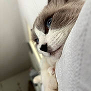 Simba participe au concours pour gagner de l'argent avec cette photo : cat, close_up, blue_eyes, resting, indoor, white_fur, gray_fur, whiskers, nose, paw, soft_texture, cozy, relaxed, pet, animal, feline, portrait, sleepy, calm, domestic