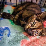 Twix joined the competition — help win amazing prizes! animal, blanket, cage, cat, close_up, colorful, curious, cute, eyes, feline, fur, indoor, kitten, lying_down, pet, resting, soft, tortoiseshell, whiskers, young