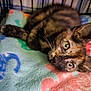 animal, blanket, cage, cat, close_up, colorful, curious, cute, eyes, feline, fur, indoor, kitten, lying_down, pet, resting, soft, tortoiseshell, whiskers, young
