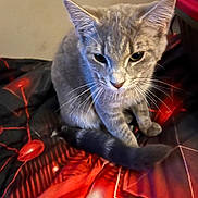 Thomas is registered to the contest to win money with this photo: cat, gray_cat, tabby, pet, animal, whiskers, ears, tail, sitting, indoor, blanket, red, black, pattern, fur, cute, eyes, feline, mammal, domestic_animal