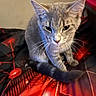 cat, gray_cat, tabby, pet, animal, whiskers, ears, tail, sitting, indoor, blanket, red, black, pattern, fur, cute, eyes, feline, mammal, domestic_animal