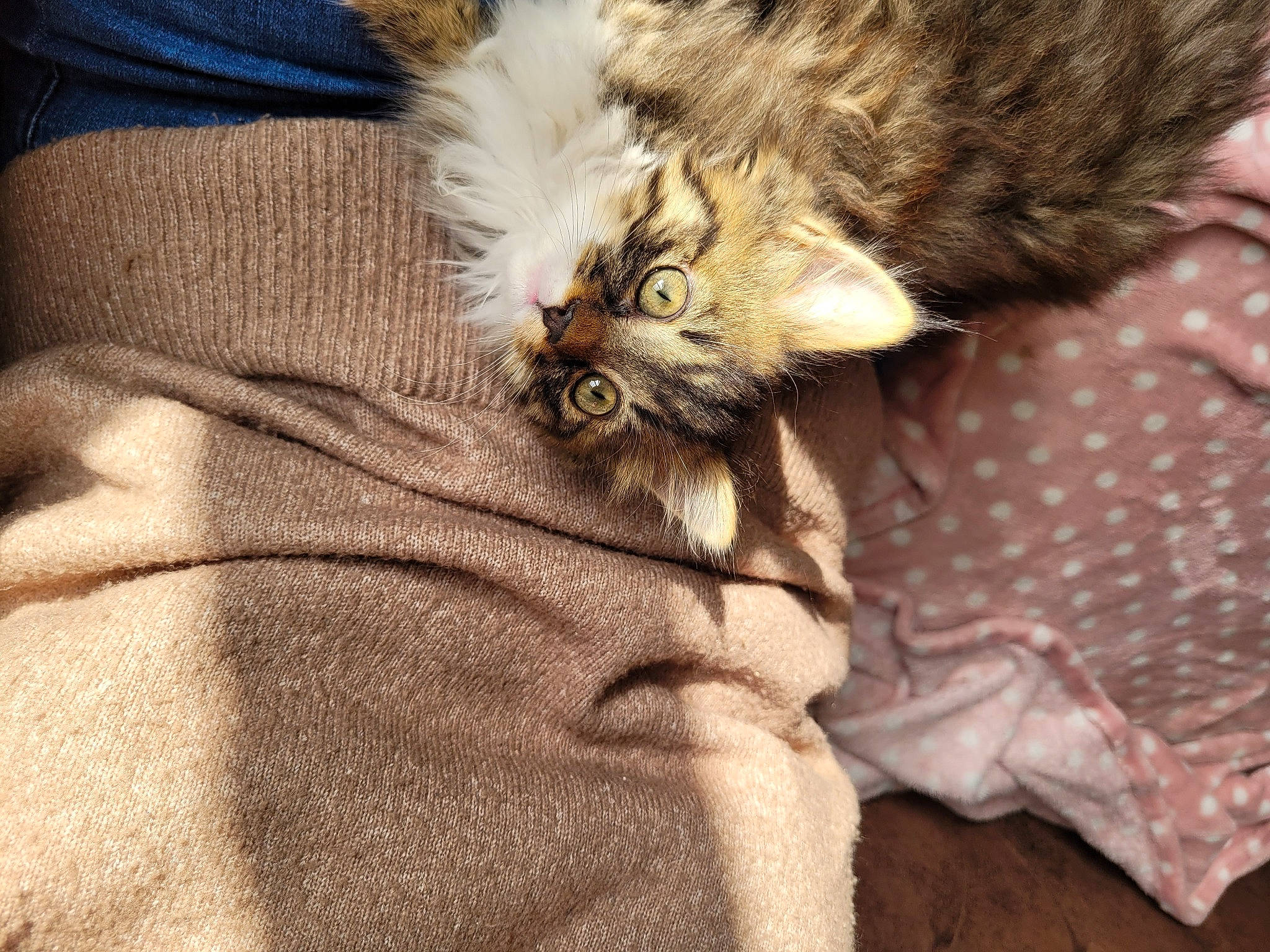 Therese participe au concours pour gagner de l'argent avec cette photo : bird_of_prey, carnivore, cat, claw, comfort, domestic_short_haired_cat, fawn, feather, felidae, fur, paw, sleeve, small_to_medium_sized_cats, snout, tail, terrestrial_animal, whiskers