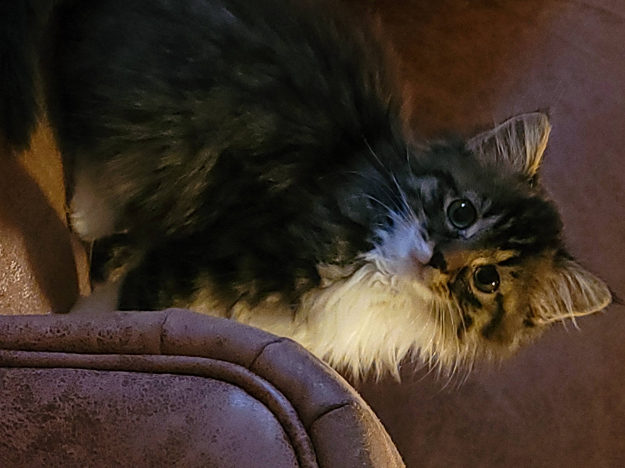 Therese a rejoint le concours — aidez-le/la à gagner de superbes lots ! carnivore, cat, claw, darkness, electric_blue, felidae, fur, paw, small_to_medium_sized_cats, snout, tail, terrestrial_animal, whiskers