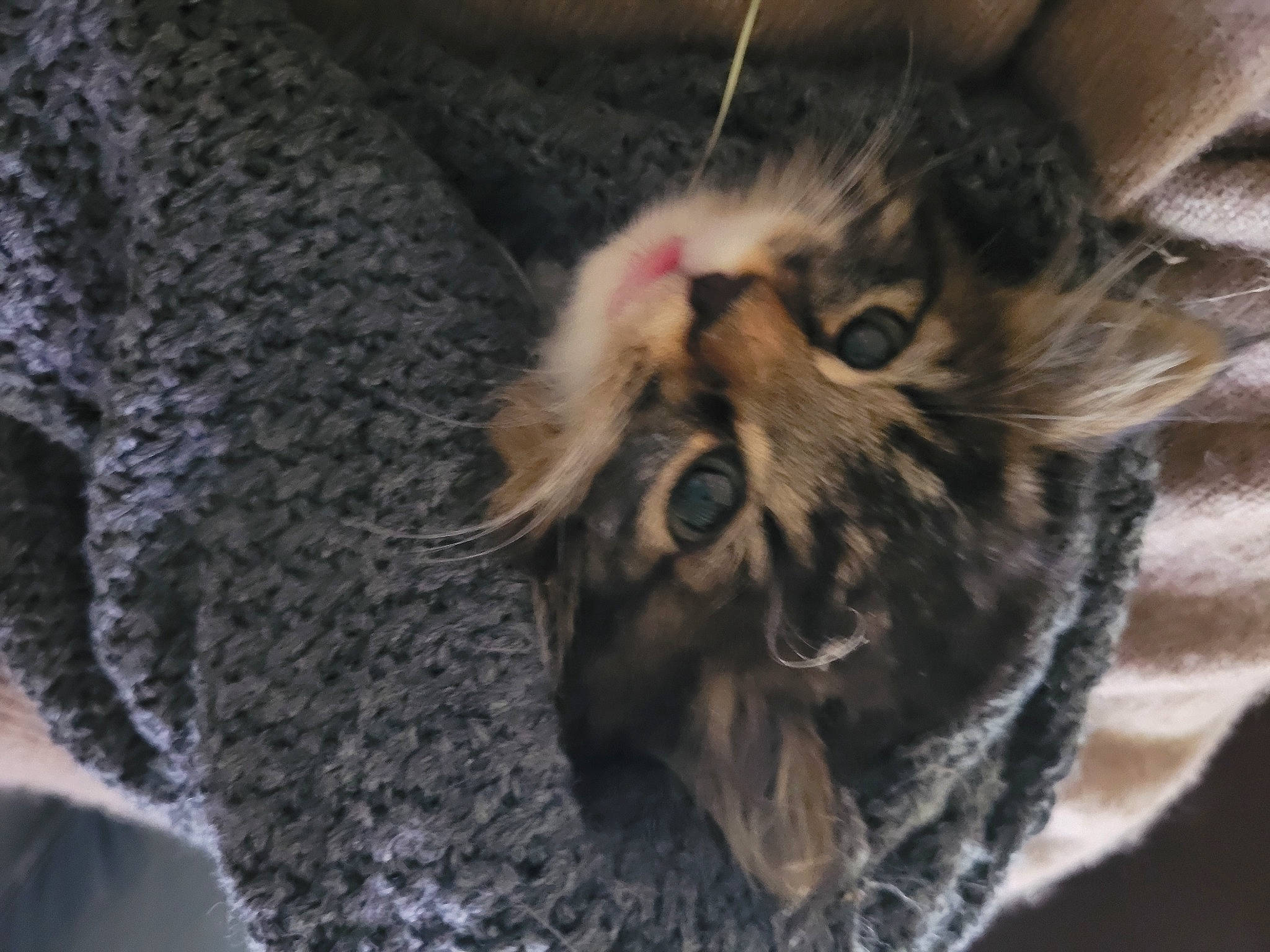 Therese participe au concours pour gagner de l'argent avec cette photo : carnivore, cat, claw, close_up, domestic_short_haired_cat, felidae, fur, paw, plant, small_to_medium_sized_cats, snout, terrestrial_animal, whiskers, wildlife