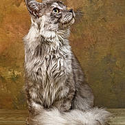Vodka participe au concours pour gagner de l'argent avec cette photo : cat, fluffy, gray, long_hair, tufted_ears, bushy_tail, sitting, portrait, pet, animal, feline, indoor, wood_floor, looking_sideways, closeup, domestic_cat, whiskers, soft_fur, background, studio