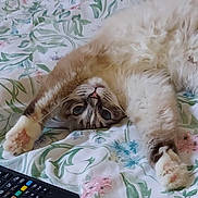 Luna joined the competition — help win amazing prizes! cat, fluffy, stretching, bedspread, floral_pattern, paws, pink_paws, upside_down, fur, whiskers, eyes, remote_control, indoor, cute, pet, relaxed, close_up, animal, mammal, sleepy