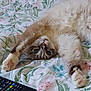cat, fluffy, stretching, bedspread, floral_pattern, paws, pink_paws, upside_down, fur, whiskers, eyes, remote_control, indoor, cute, pet, relaxed, close_up, animal, mammal, sleepy
