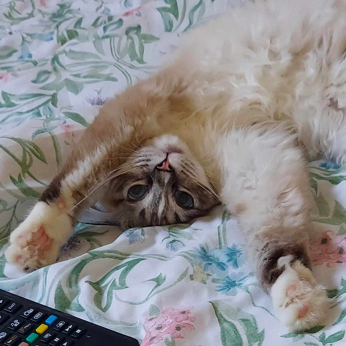 Luna joined the competition — help win amazing prizes! animal, bedspread, cat, close_up, cute, eyes, floral_pattern, fluffy, fur, indoor, mammal, paws, pet, pink_paws, relaxed, remote_control, sleepy, stretching, upside_down, whiskers