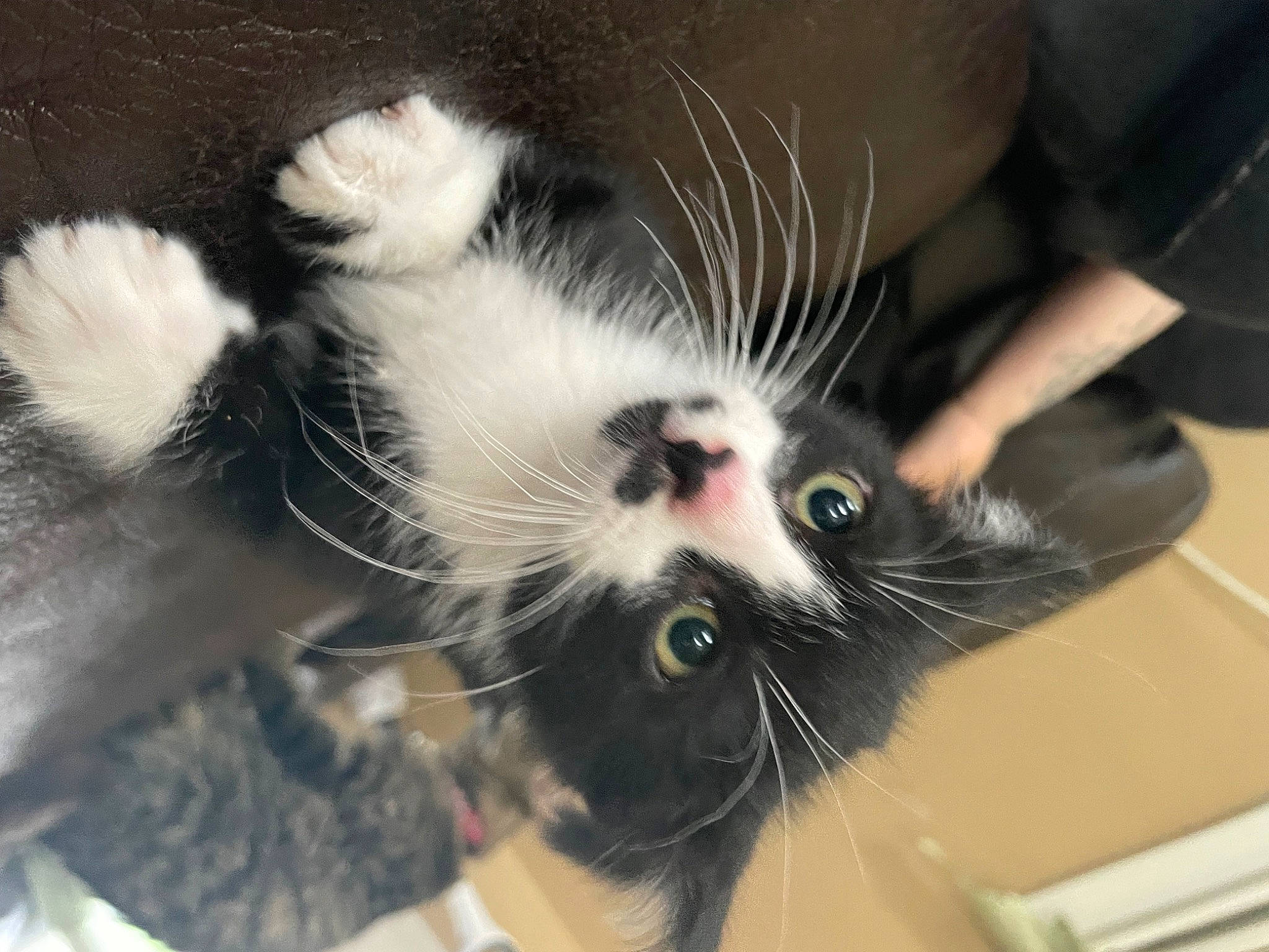 Einstein joined the competition — help win amazing prizes! carnivore, cat, claw, comfort, domestic_short_haired_cat, eye, felidae, foot, fur, head, nail, paw, plant, small_to_medium_sized_cats, snout, tail, whiskers