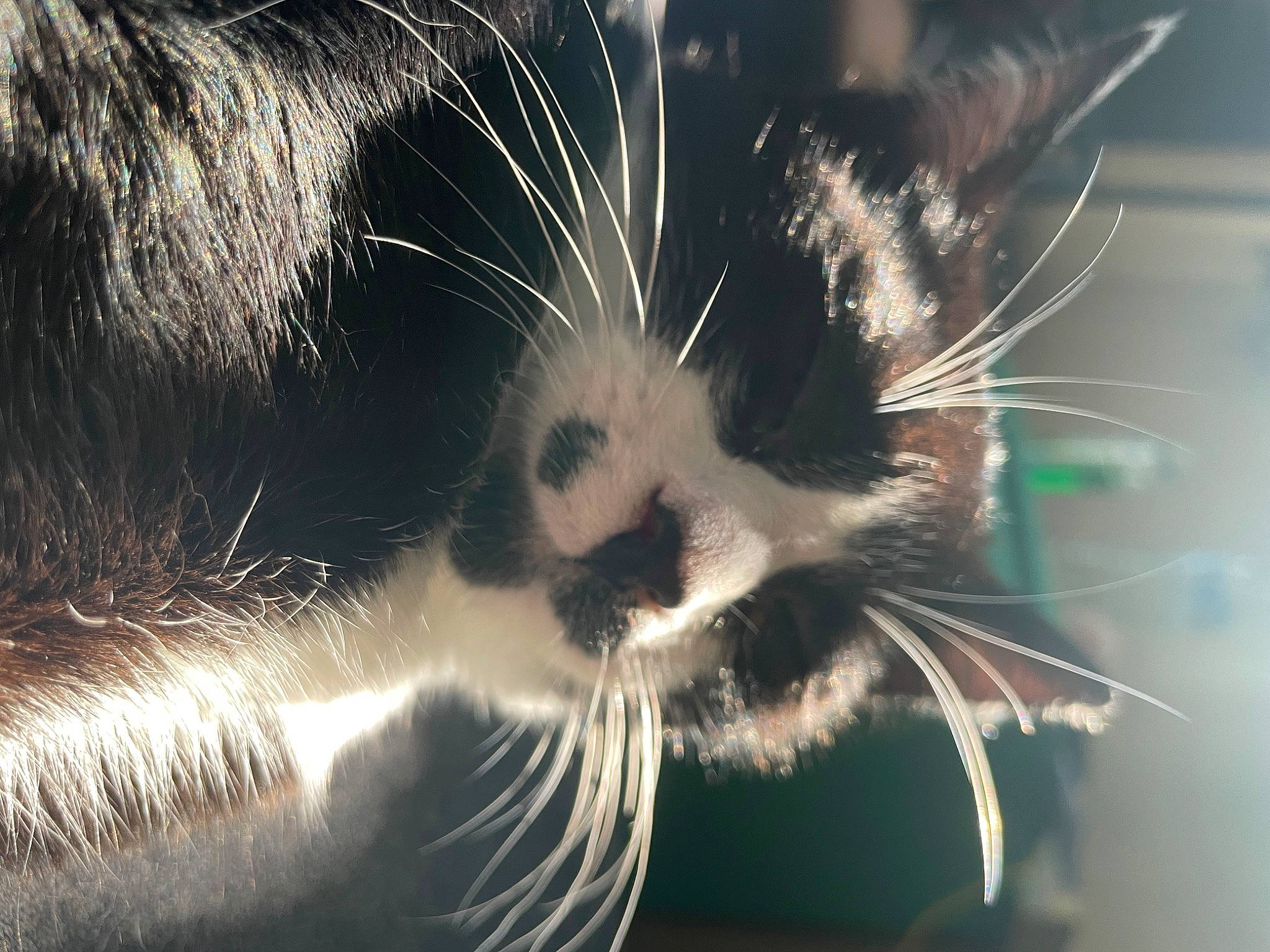 Einstein is registered to the contest to win money with this photo: carnivore, cat, darkness, domestic_short_haired_cat, eye, felidae, fur, grass, hair, hand, head, human_body, leg, organism, paw, plant, small_to_medium_sized_cats, snout, tail, whiskers