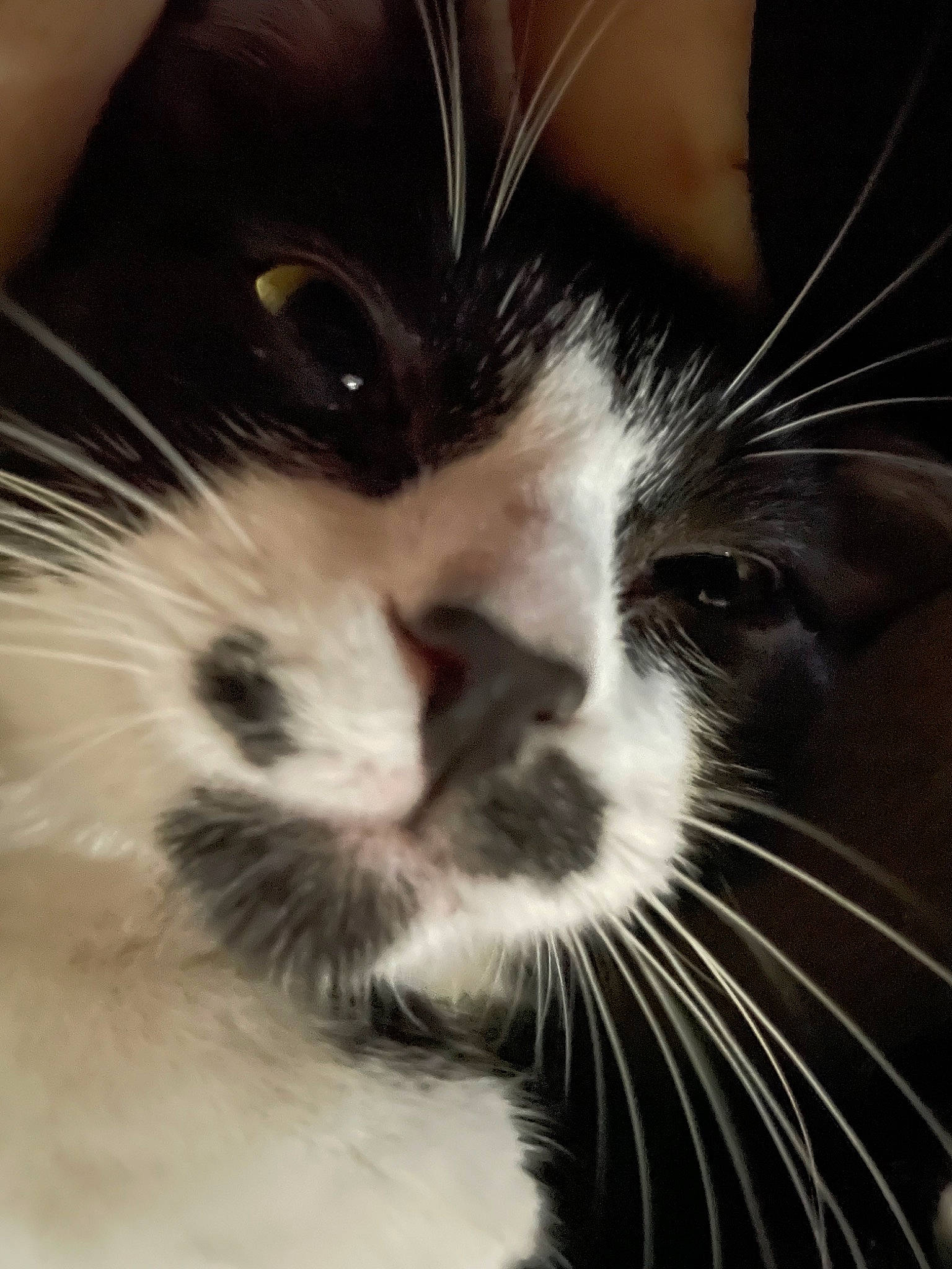 Einstein joined the competition — help win amazing prizes! carnivore, cat, claw, close_up, domestic_short_haired_cat, ear, eye, eyelash, felidae, fur, head, human_body, iris, leg, monochrome, nose, paw, small_to_medium_sized_cats, snout, whiskers