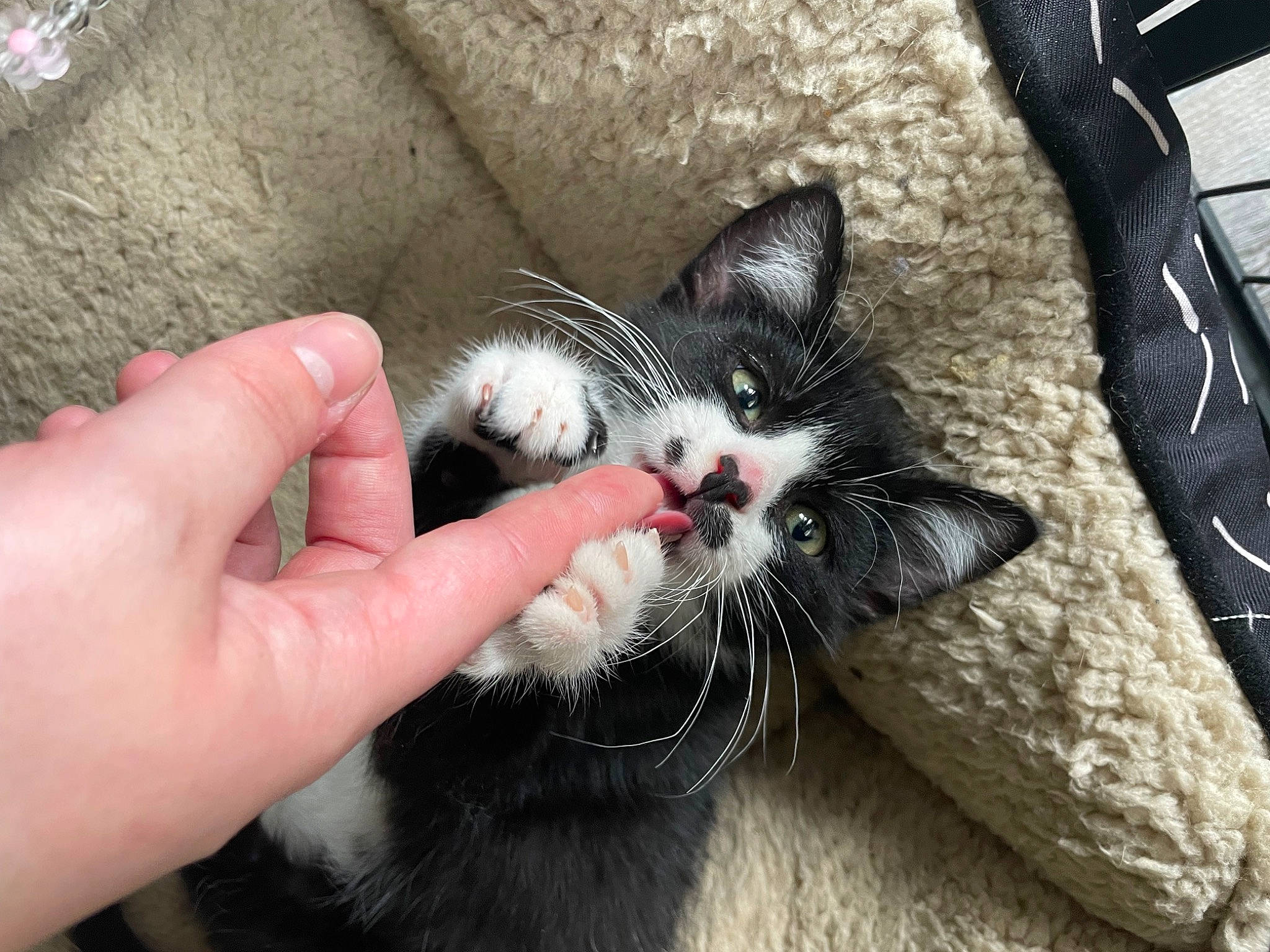 Einstein joined the competition — help win amazing prizes! bag, carnivore, cat, claw, comfort, domestic_short_haired_cat, felidae, finger, foot, fur, hand, lap, luggage_and_bags, nail, paw, small_to_medium_sized_cats, snout, tail, thumb, whiskers